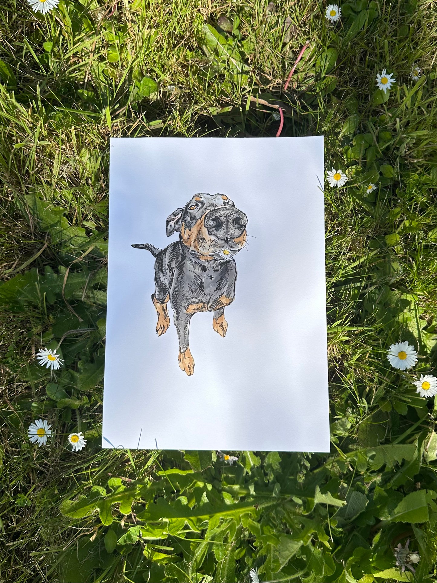 Original Daisy the Doberman