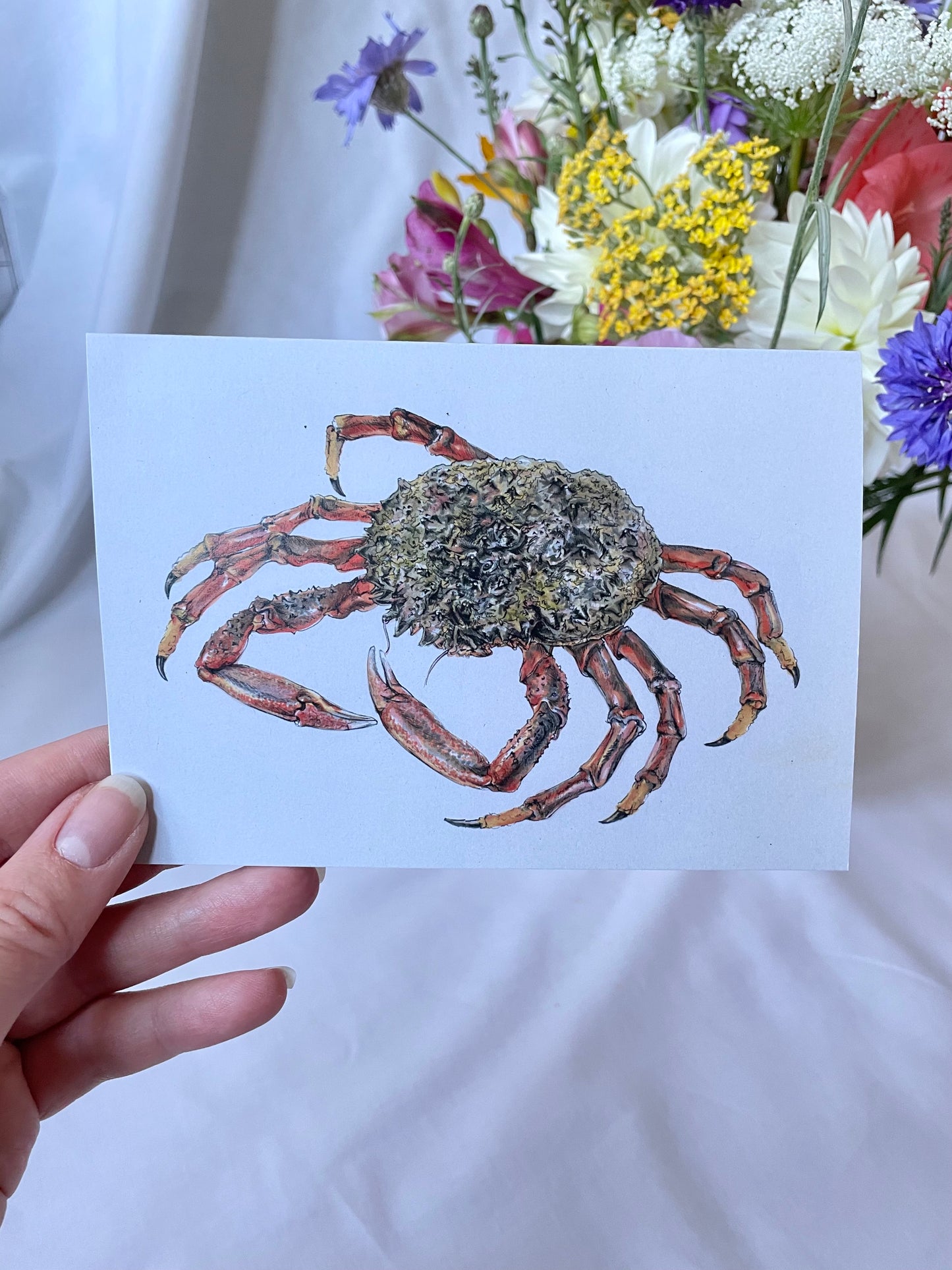 Spider Crab Greetings Card